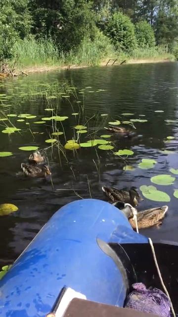 Ленобласть.17.07.2024. Часть 87. Утята_ Что домой собрался, а обед нам