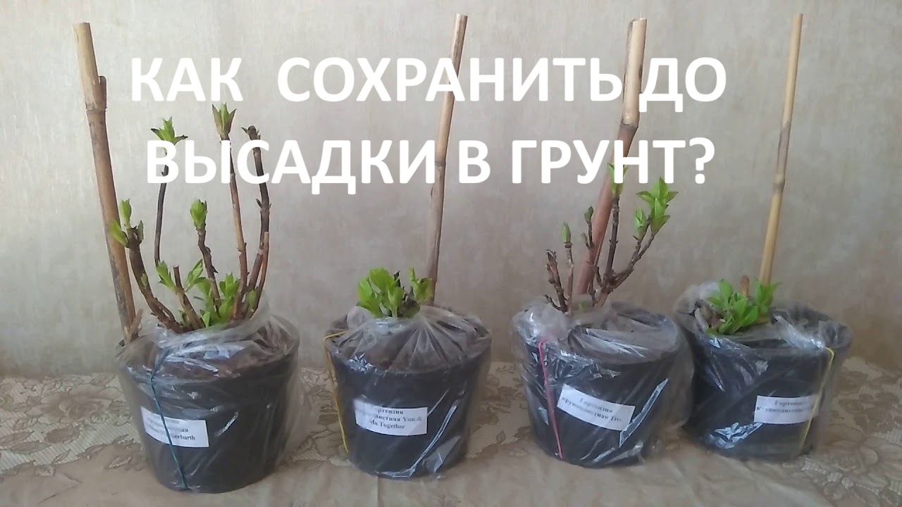 Покупка  растений для сада, как сохранить до посадки в грунт?