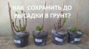 Покупка  растений для сада, как сохранить до посадки в грунт?