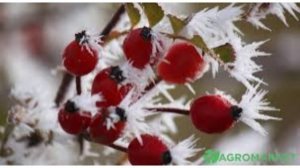 8 декабря - Клим Холодный.Традиции и народные приметы