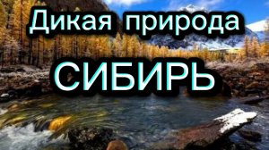 ДИКАЯ ПРИРОДА. СИБИРЬ