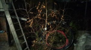 Зизифус - начало зимы