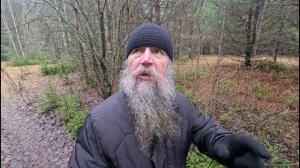 Нужно высаживать новые леса