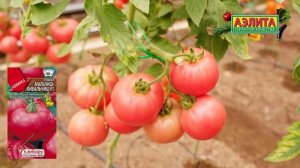 НИЗКОРОСЛЫЙ РОЗОВЫЙ ТОМАТ - новинка 2026 МАЛЬЧИШ-КИБАЛЬЧИШ F1