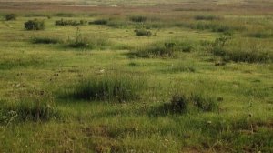 С.Т. Аксаков "Записки ружейного охотника №4"