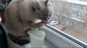 ЗАМАЧИВАЮ ПОСУДУ // ПЕРВЫЙ МОЙ МАСТЕР КЛАСС // ВКУСНЫЙ ТОРТ НА ВЕЧЕР