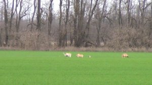 Охота на зайца с собаками сезон 2025-2026г (23  часть)