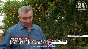 Источник витаминов и молодости: как развивают лимонное направление в Крыму