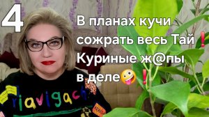 В планах у кучи сожрать весь Таиланд❗️Куриные ж@пы в деле 🤪❗️
