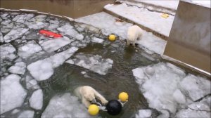 Стрелка шары затащила на льдину, потом под неё, а позже отнесла их Белке 04.12.2025