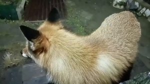 (1191) Лиса приходит в гости. Декабрь 2025