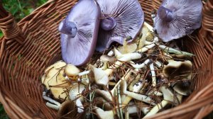 Грибы в ноябре: Маслята и Гигрофор  поздний когда все опустело. Вой лосей в сосновом лесу