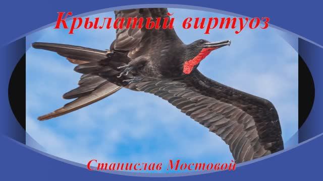 Крылатый виртуоз