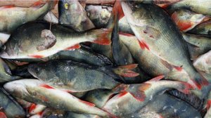 Ловит всегда везде и в любое время года.