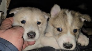 Клеймение щенков