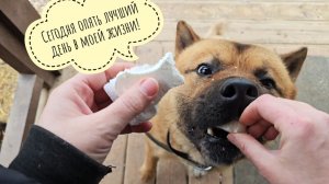 Пёс Кубик наконец наелся! Или нет? Явление жабы Брунгильды на камере наблюдения