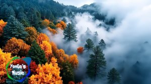 Музыка для души: красота природы и жизнь её жителей