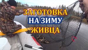 Ловим гольян. Запасаюсь живцом для зимней рыбалки. Хранение живца.