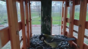 Полдник /Afternoon snack/