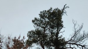 Хмурая осень в марийской глубинке. Осень мертвые дожди ДДТ