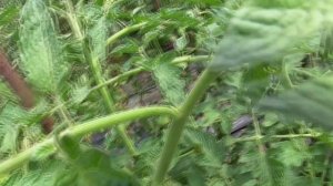 2 лучших сорта из томатов - новинок 2022 года. Томат Углерод и томат Восход джаза.