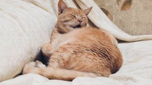 Рыжий кот умывается. ч.3.