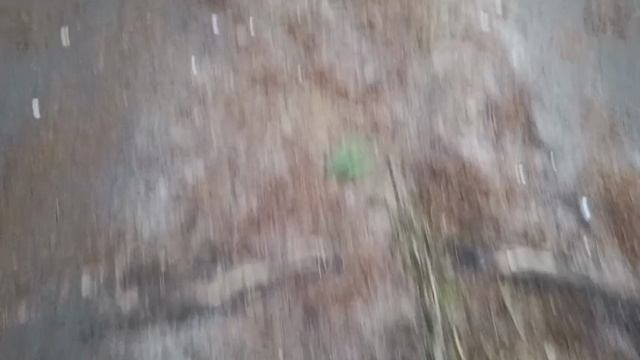 #шикарный лес в декабре