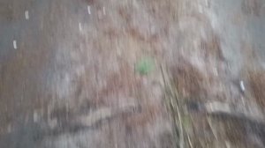 #шикарный лес в декабре