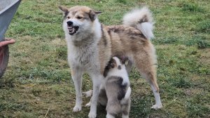 Кабанятина для щенков