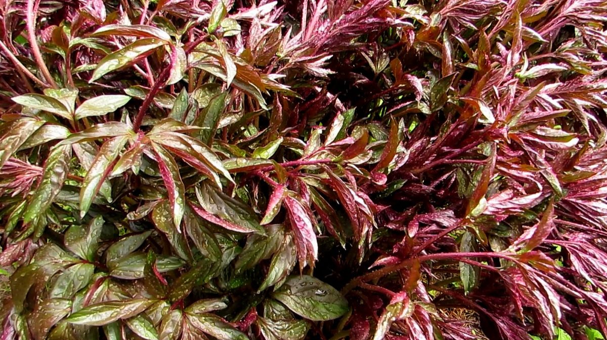 Молодой пион после дождя