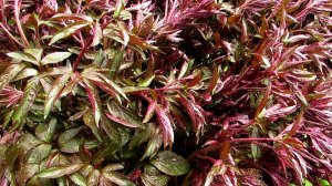 Молодой пион после дождя