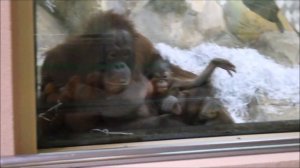 Бату кушает лук, Мишель спустилась показать свою доченьку Бушель 04.12.2025