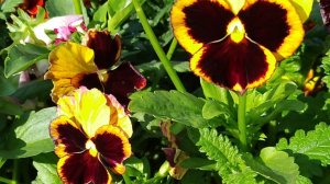 Мир глазастиков! Виолы. Красота.