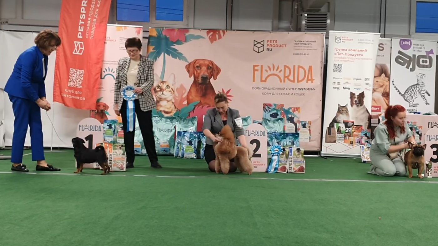 06.12.2025, СПб. Клуб "Империя" (РКФ, РФОС). Выставка собак САС 9 группы FCI