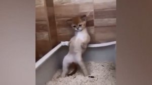 Эти Смешные и Забавные 😂