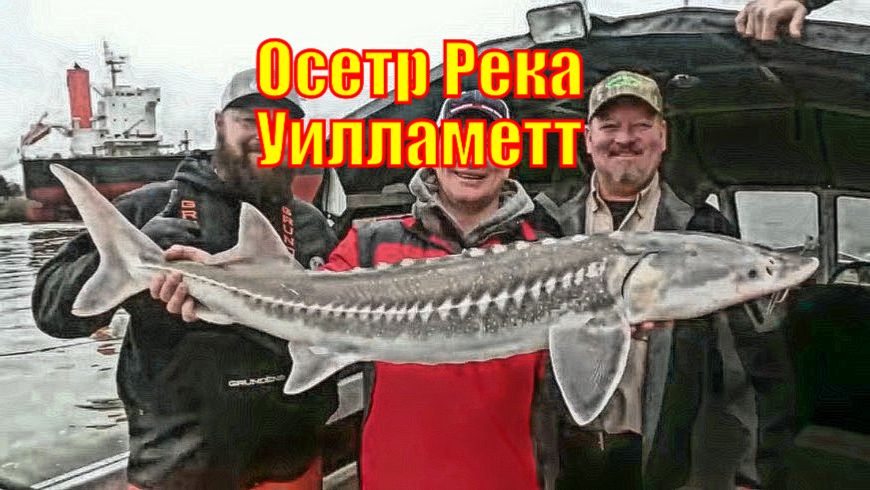 Осетр Река Уилламетт