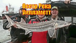 Осетр Река Уилламетт
