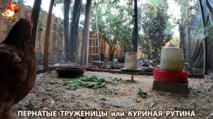 Куриная рутина – что делают куры на выгуле 😂 эпизод (79)