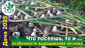 Что посеешь, то и ... Особенности выращивания чеснока