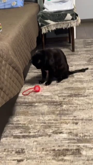 У Йозефа новая игрушка!!!