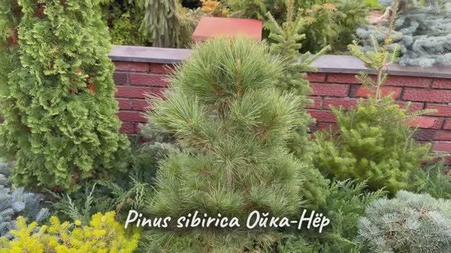 Pinus sibirica Ойка-Нёр