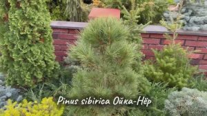 Pinus sibirica Ойка-Нёр