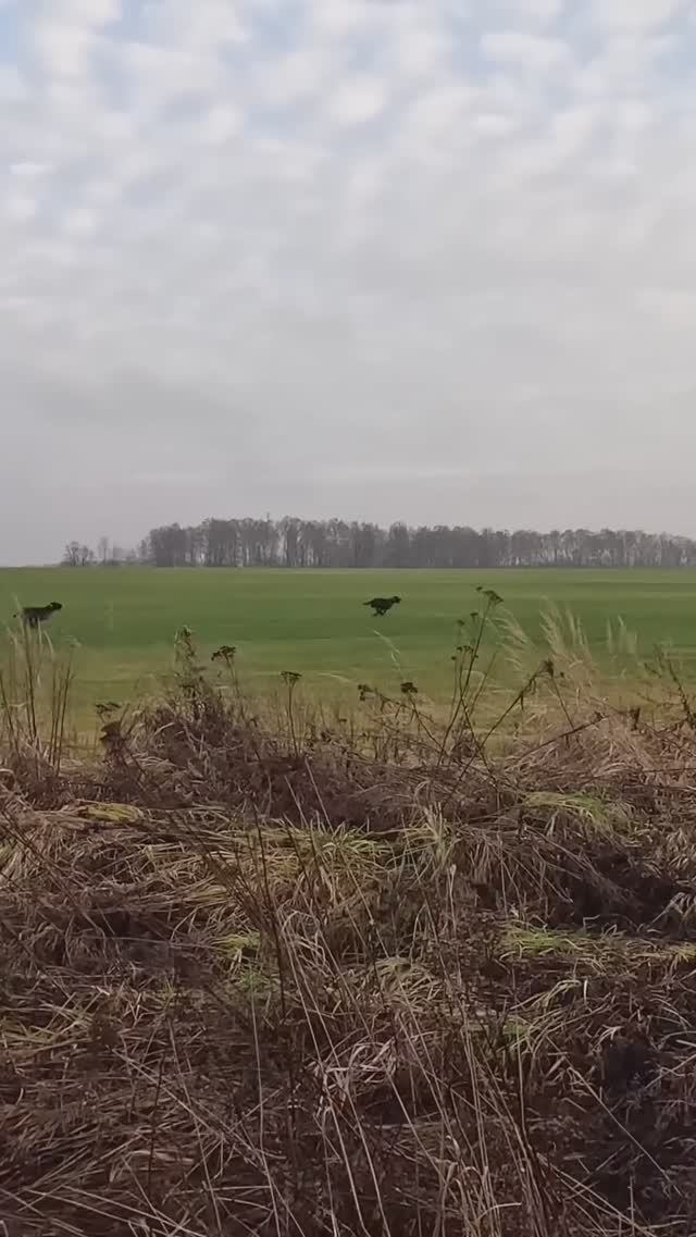 Охота на куропаток, дратхаар Сола / Grouse hunting смотреть онлайн