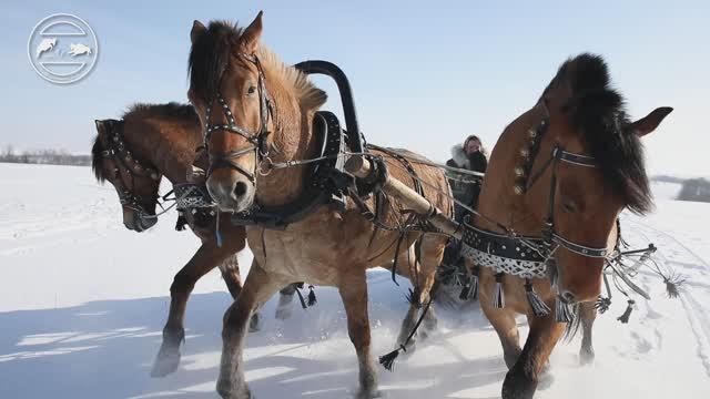 Тройка вятских