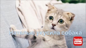 Всё в кучу. Наталью укусила собака