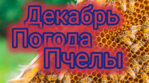 Декабрь. Погода. Пчелы.