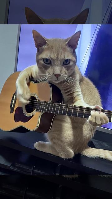 Музыкальная пауза