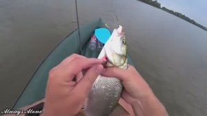 ВОДА КИПИТ ОТ РЫБЫ. ПОПАЛ НА ЛЕТНИЙ ЖОР. Рыбы так много, клюёт на каждом забросе.