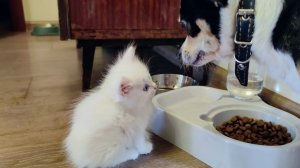 Маленький белый котёнок и собака. Мама-кошка всегда рядом.