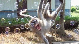 САМЫЕ ЗАБАВНЫЕ МОМЕНТЫ С ЖИВОТНЫМИ 🤯🤷🤔